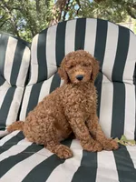 Ned, a male Goldendoodle for sale in Hillsboro, TX – 8 of 9