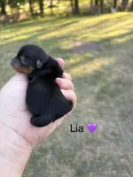 Lia, a female Yorkshire Terrier for sale in Hillsboro, TX – Photo 2 of 2