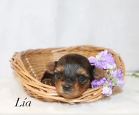 Lia, a female Yorkshire Terrier for sale in Hillsboro, TX – Photo 1 of 2