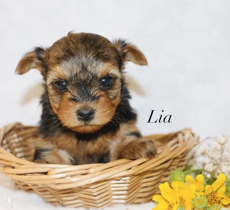 Lia – Yorkshire Terrier puppy for sale in Hillsboro, TX