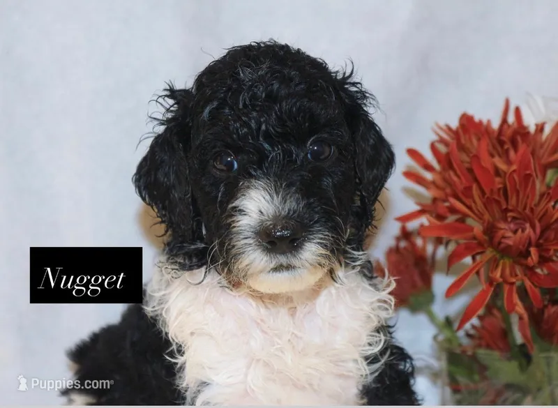 Nugget – Goldendoodle puppy for sale in Hillsboro, TX