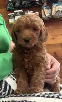 Lucky, a male Goldendoodle for sale in Hillsboro, TX – 4 of 8