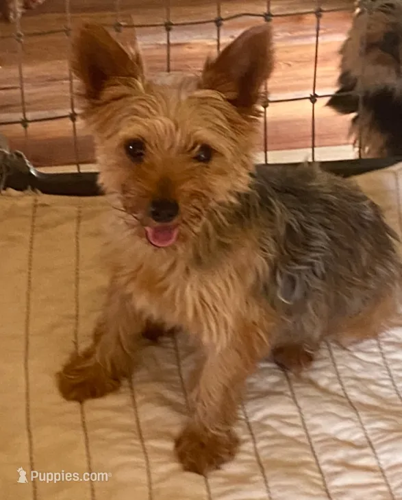 Susie – Yorkshire Terrier puppy for sale in Hillsboro, TX