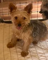Susie, a female Yorkshire Terrier for sale in Hillsboro, TX – 1 of 1