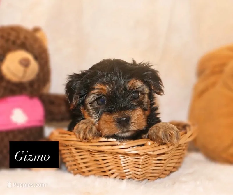 Gizmo – Yorkshire Terrier puppy for sale in Hillsboro, TX