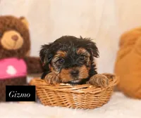 Gizmo, a male Yorkshire Terrier for sale in Hillsboro, TX – 1 of 4