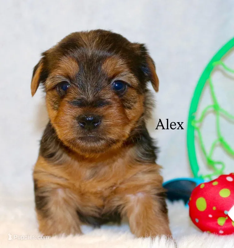 Alex – Yorkshire Terrier puppy for sale in Hillsboro, TX