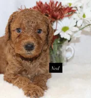 Ned, a male Goldendoodle for sale in Hillsboro, TX – 6 of 9