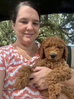 Ned, a male Goldendoodle for sale in Hillsboro, TX – 5 of 9