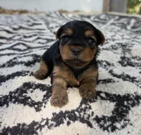 Gigi, a female Yorkshire Terrier for sale in Hillsboro, TX – 2 of 2