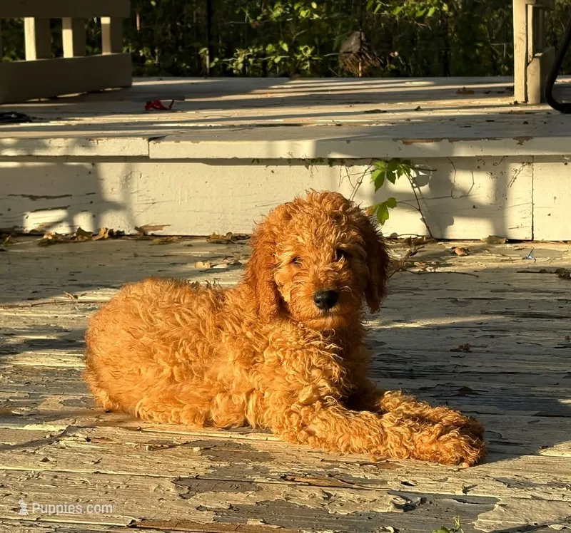 Oscar – Goldendoodle puppy for sale in Hillsboro, TX