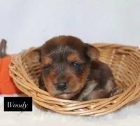 Woody, a male Yorkshire Terrier for sale in Hillsboro, TX – 1 of 1
