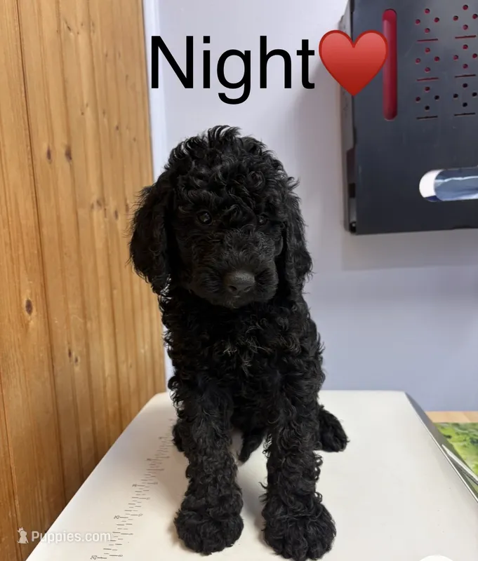Night – Goldendoodle puppy for sale in Hillsboro, TX