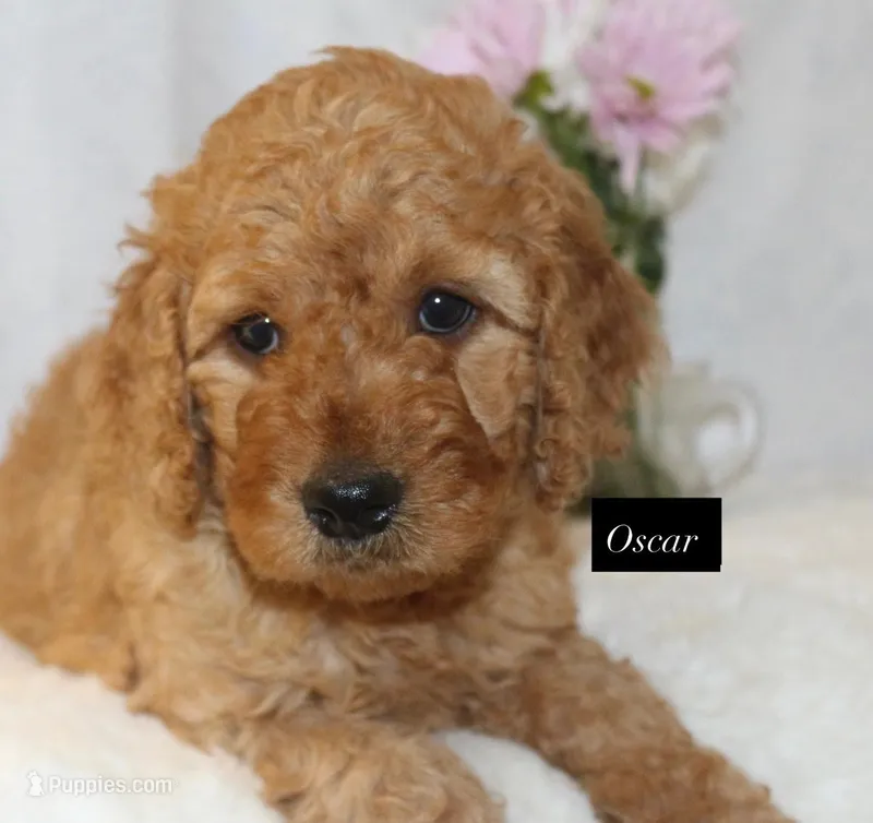Oscar – Goldendoodle puppy for sale in Hillsboro, TX
