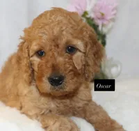 Oscar, a male Goldendoodle for sale in Hillsboro, TX – 2 of 5
