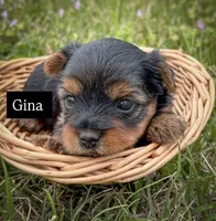 Gina , a female Yorkshire Terrier for sale in Hillsboro, TX – Photo 3 of 4