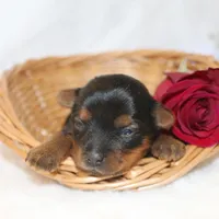 Gina , a female Yorkshire Terrier for sale in Hillsboro, TX – Photo 1 of 4