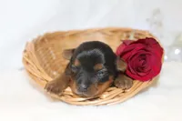 Gina , a female Yorkshire Terrier for sale in Hillsboro, TX – Photo 1 of 2