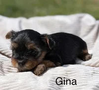 Gina , a female Yorkshire Terrier for sale in Hillsboro, TX – Photo 4 of 4
