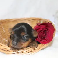 Gina , a female Yorkshire Terrier for sale in Hillsboro, TX – Photo 2 of 4