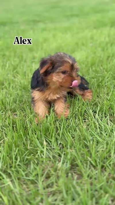 Alex, a male Yorkshire Terrier for sale in Hillsboro, TX – 8 of 8