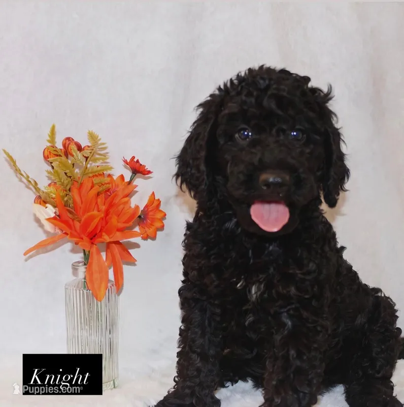 Night – Goldendoodle puppy for sale in Hillsboro, TX