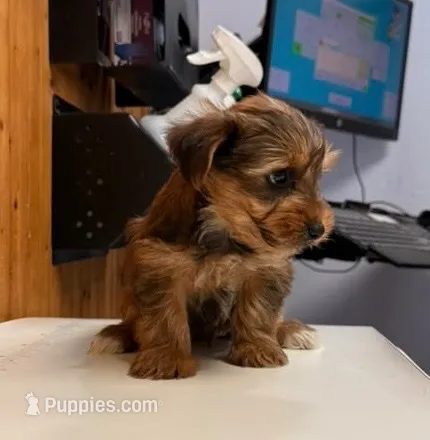 Woody – Yorkshire Terrier puppy for sale in Hillsboro, TX