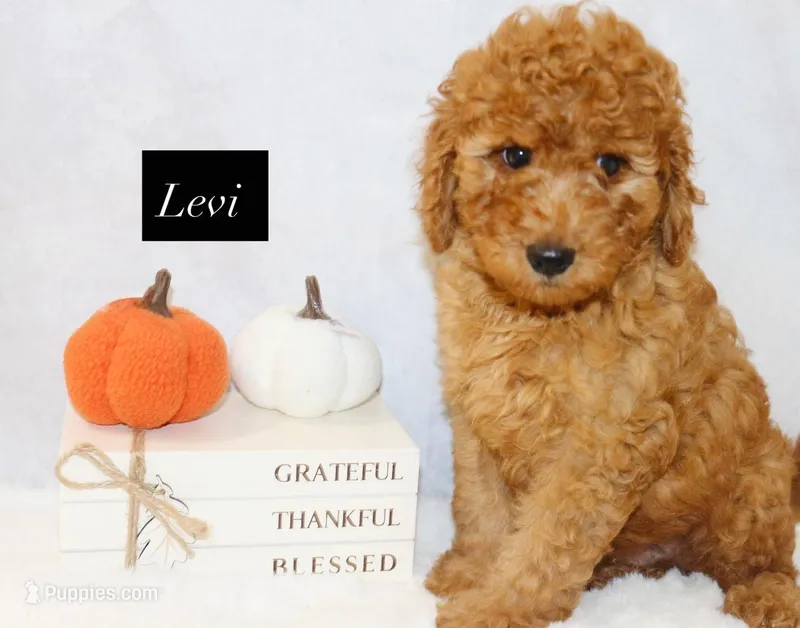 Levi – Goldendoodle puppy for sale in Hillsboro, TX