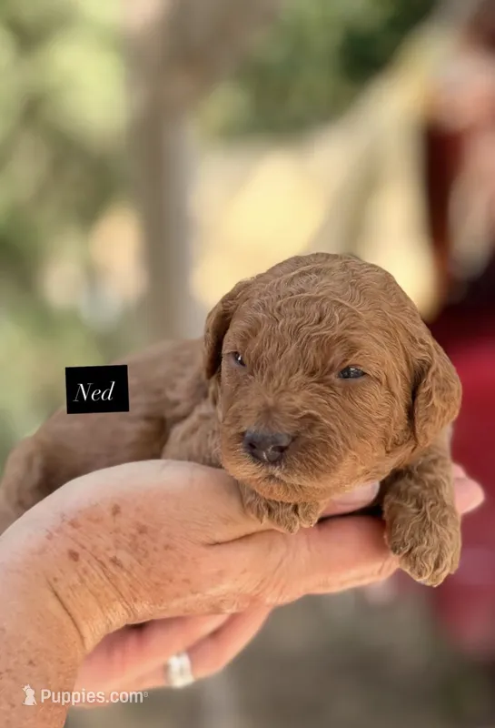 Ned – Goldendoodle puppy for sale in Hillsboro, TX
