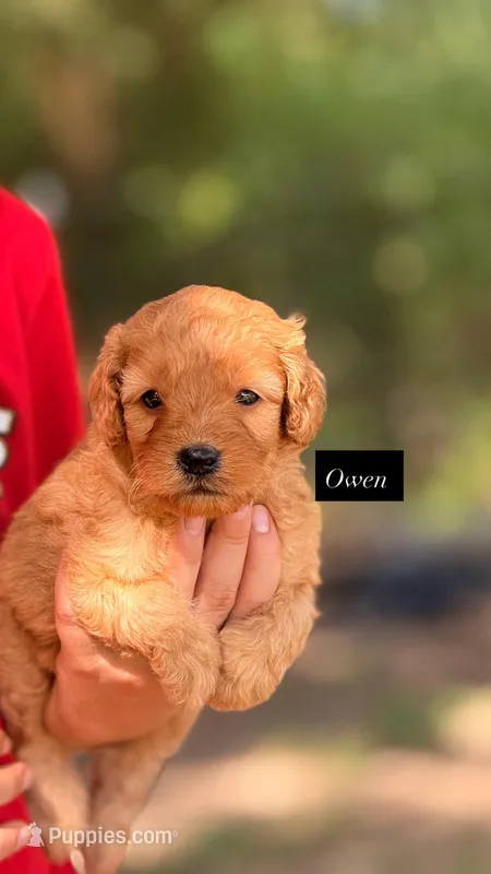 Owen  – Goldendoodle puppy for sale in Hillsboro, TX