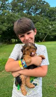 Alex, a male Yorkshire Terrier for sale in Hillsboro, TX – 7 of 8