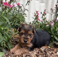 Alex, a male Yorkshire Terrier for sale in Hillsboro, TX – 4 of 4