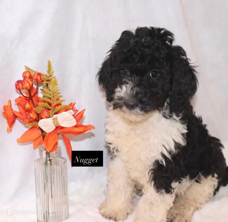 Nugget – Goldendoodle puppy for sale in Hillsboro, TX
