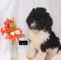 Nugget, a male Goldendoodle for sale in Hillsboro, TX – 2 of 6