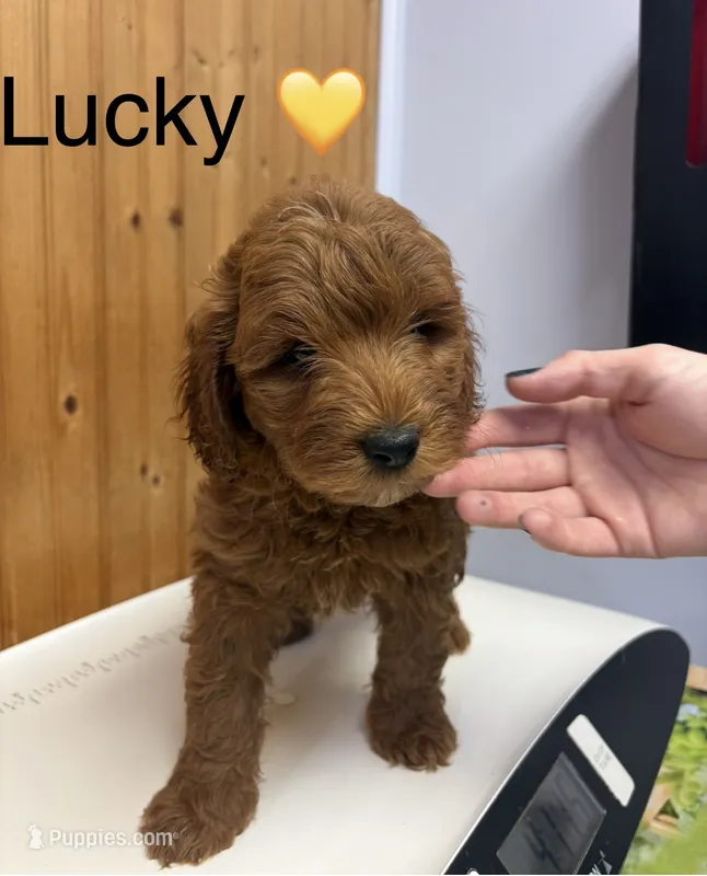Lucky – Goldendoodle puppy for sale in Hillsboro, TX