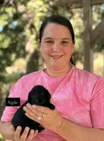Night, a male Goldendoodle for sale in Hillsboro, TX – 2 of 2