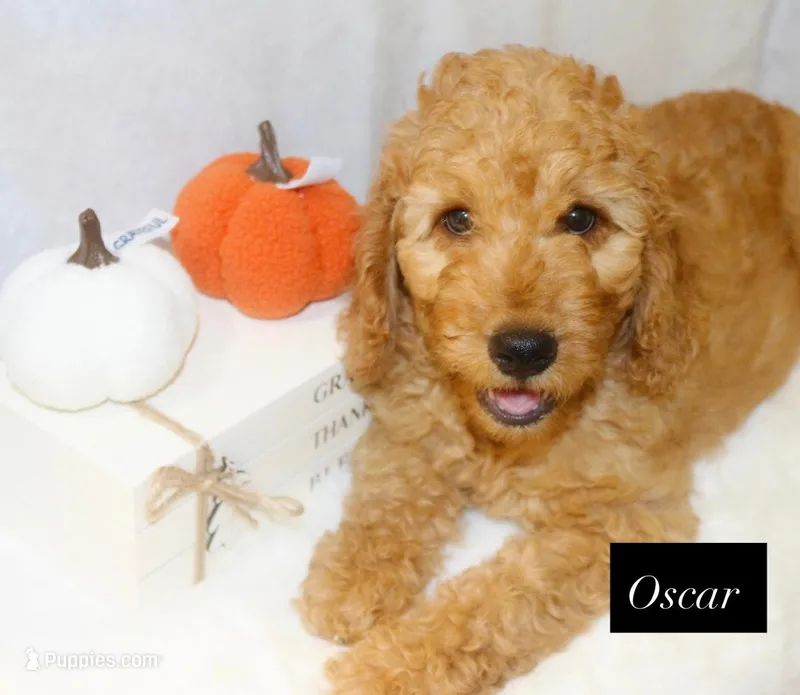 Oscar – Goldendoodle puppy for sale in Hillsboro, TX