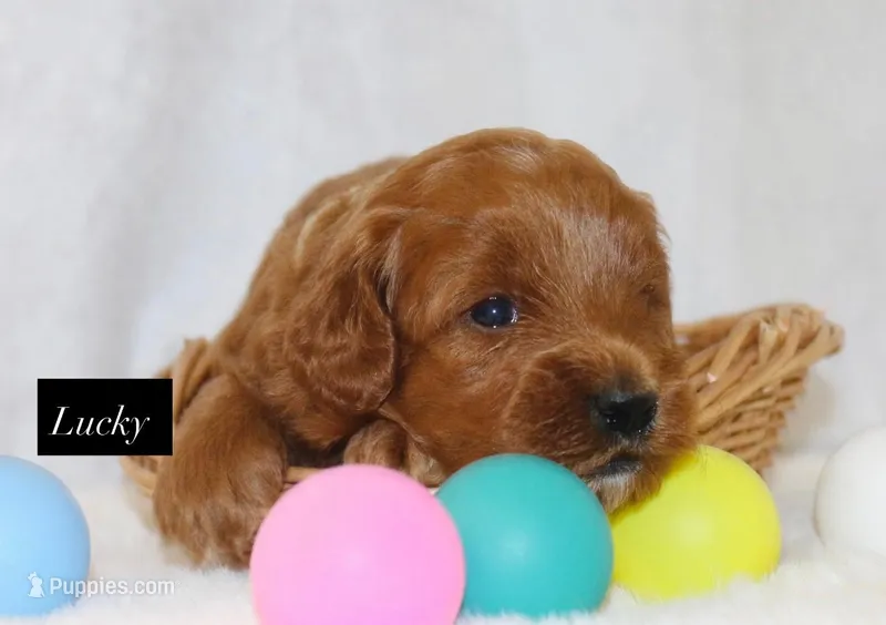 Lucky – Goldendoodle puppy for sale in Hillsboro, TX