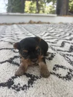 Gracie , a female Yorkshire Terrier for sale in Hillsboro, TX – 3 of 3
