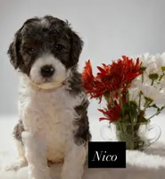 Nico, a male Goldendoodle for sale in Hillsboro, TX – 9 of 9
