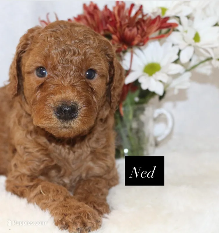 Ned – Goldendoodle puppy for sale in Hillsboro, TX