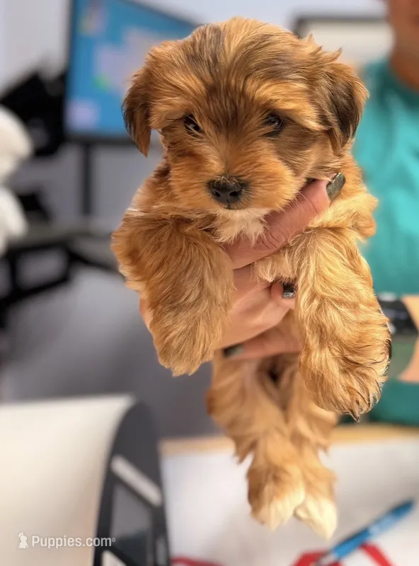 Winnie, a female Yorkshire Terrier for sale in Hillsboro, TX – 1 of 6