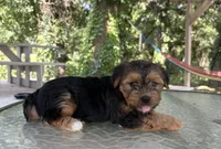 Asher, a male Yorkshire Terrier for sale in Hillsboro, TX – 5 of 5