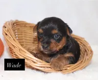 Wade, a male Yorkshire Terrier for sale in Hillsboro, TX – 1 of 1