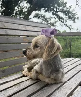 Sally, a female Yorkshire Terrier for sale in Hillsboro, TX – 1 of 4