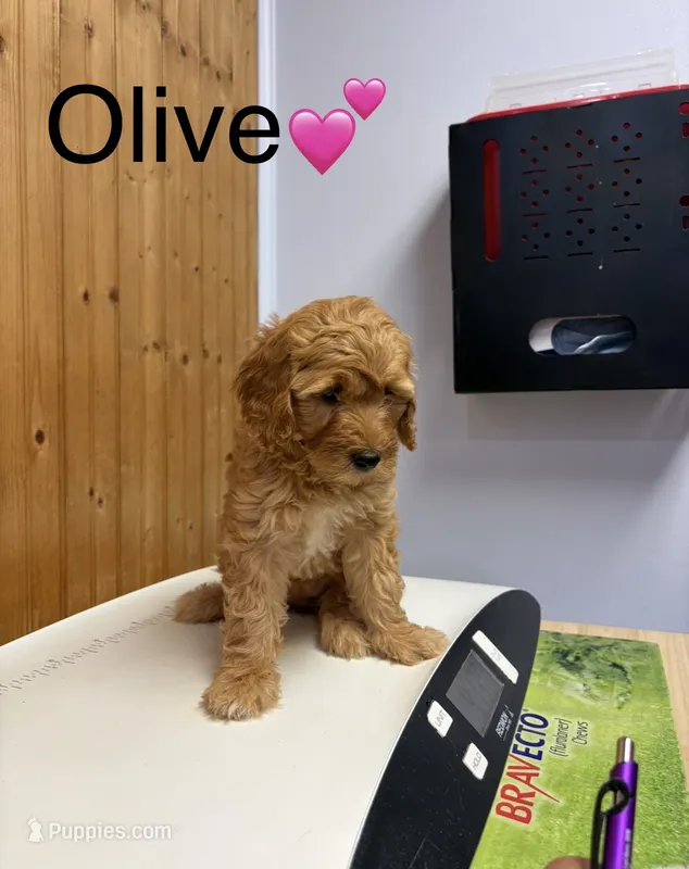 Olive – Goldendoodle puppy on hold in Hillsboro, TX