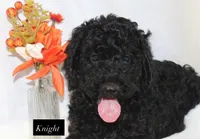 Night, a male Goldendoodle for sale in Hillsboro, TX – 6 of 6