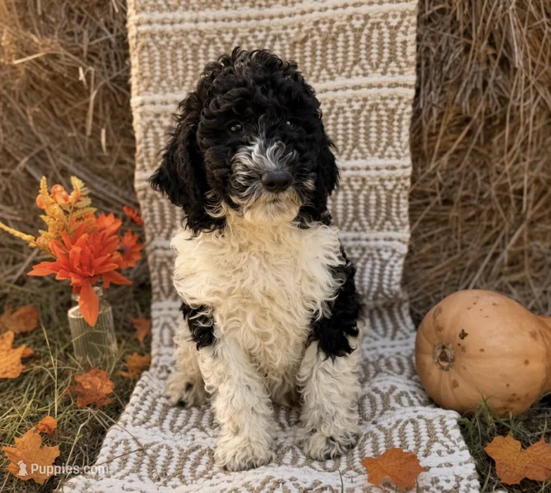 Nugget – Goldendoodle puppy for sale in Hillsboro, TX