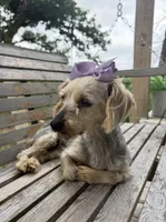Sally, a female Yorkshire Terrier for sale in Hillsboro, TX – 2 of 4