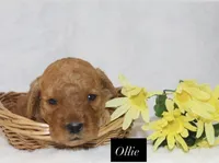 Ollie, a male Goldendoodle for sale in Hillsboro, TX – 2 of 2